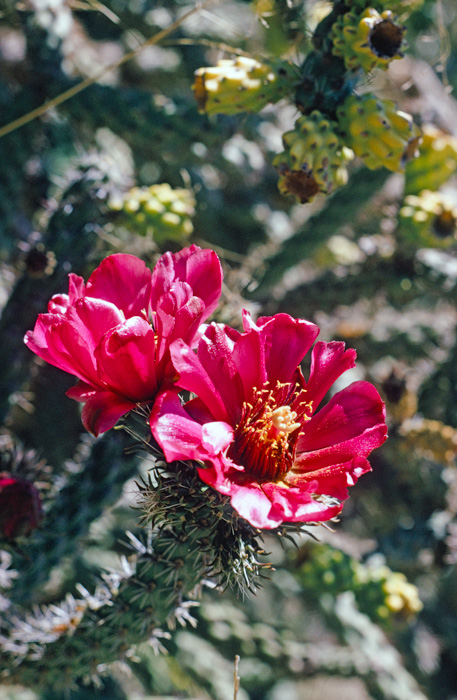 Cactus flower