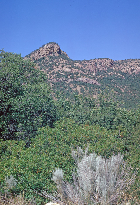 Arizona Desert