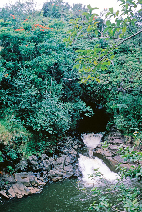 'Ohi'a Lehua