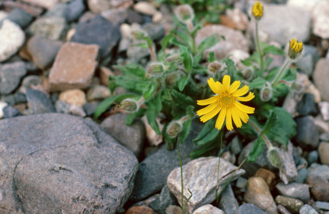 Frigid Arnica