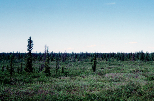 Taiga