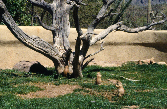 Prairie Dogs