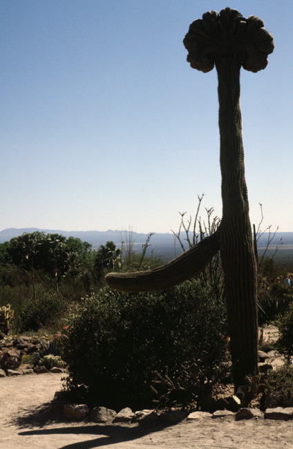 Crested saguaro