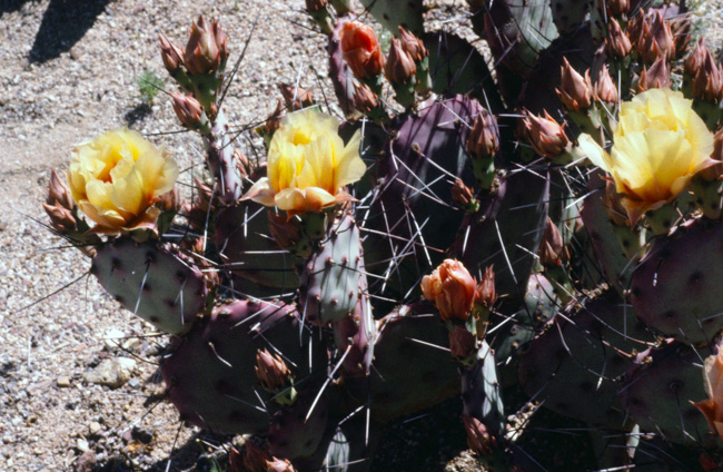 Prickly Pear