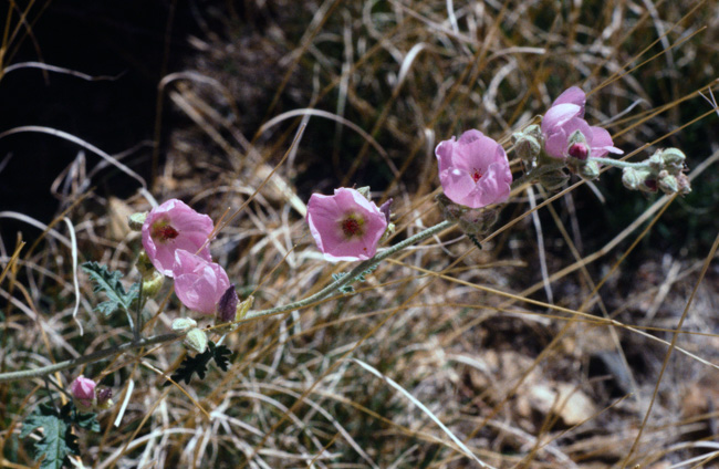 Globe mallow