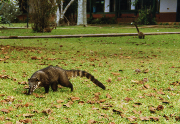 Coatimundi