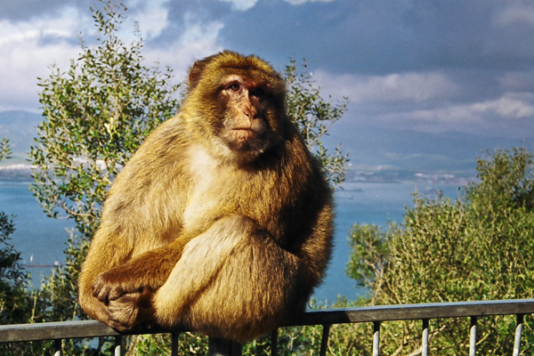 Barbary ape