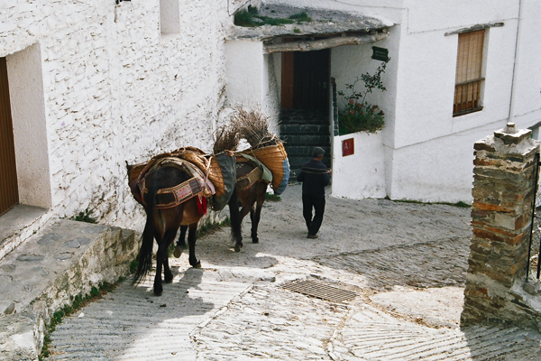 Mules