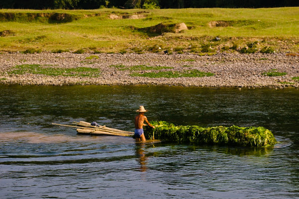 Harvesting river grass