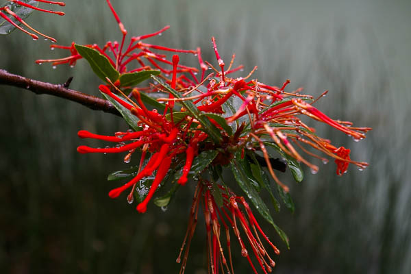 Embothrium coccineum