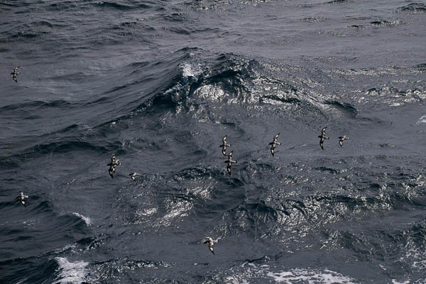 Cape petrels