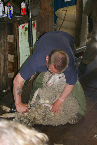 Sheep shearing
