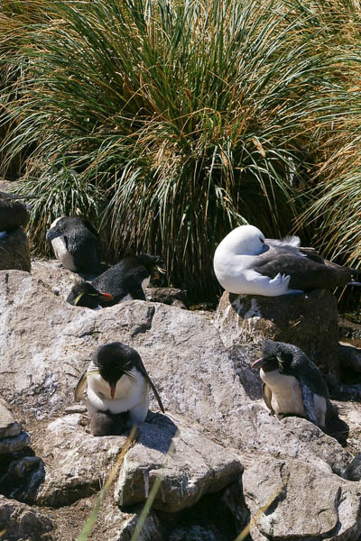 Rockhopper and chick