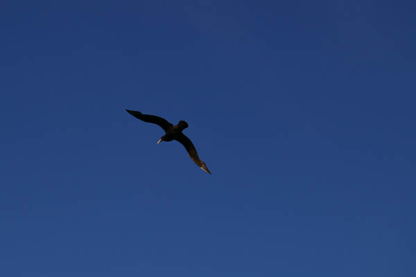Giant Petrel