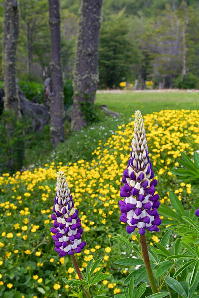 Lupine