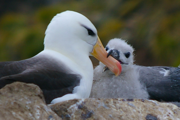 Black-browed Albatross