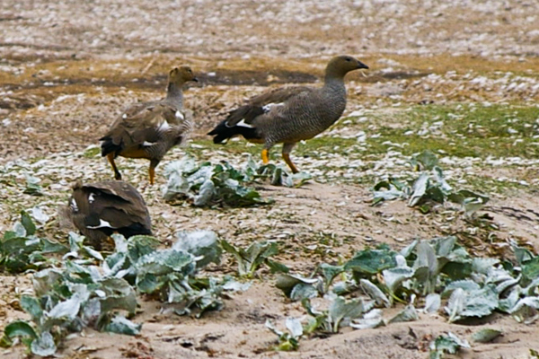 Ruddy-headed Geese