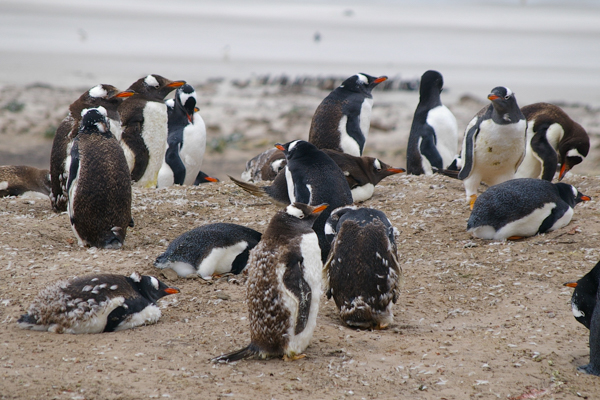 Gentoos Fledging