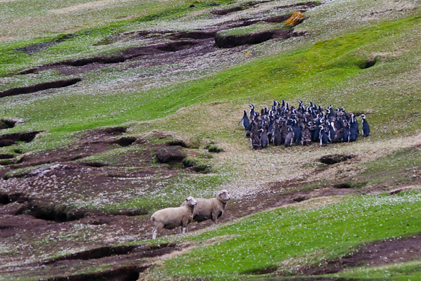 Megellanic Penguins with Sheep