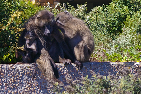 Cape Baboon Family