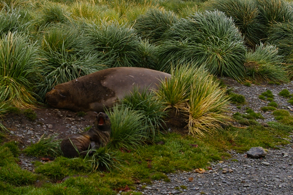 Elephant seal