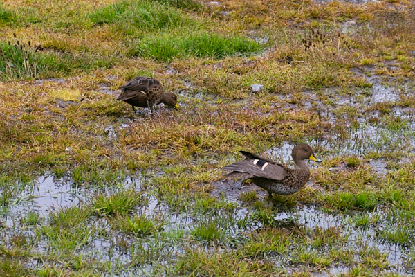 South Georgia Pintail