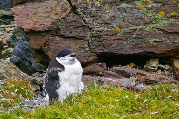 Molting Chinstrap