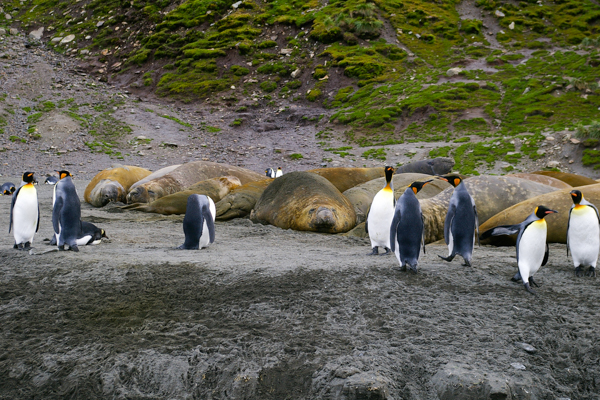 Elephant Seals