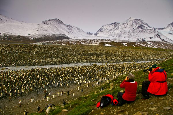 King Penguins