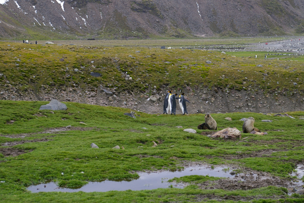 King Penguin Love Triangle