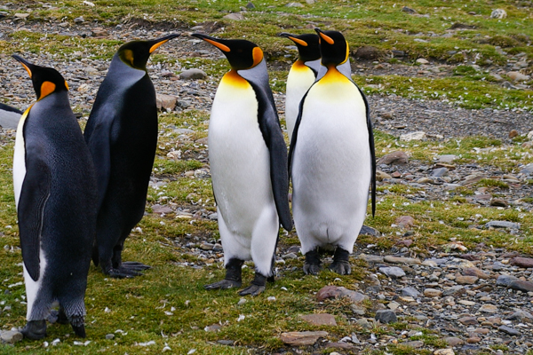 Melanistic penguin