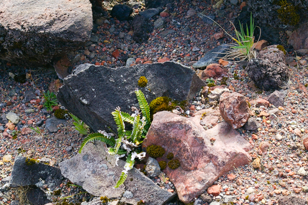 Plants