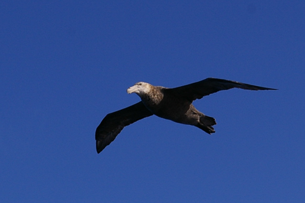 Giant petrel