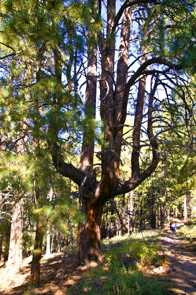 Candelabra Pine