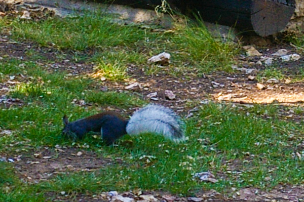 Kaibab Squirrel