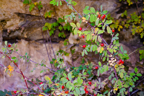 Rose Hips