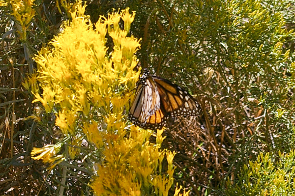 Monarch Butterfly
