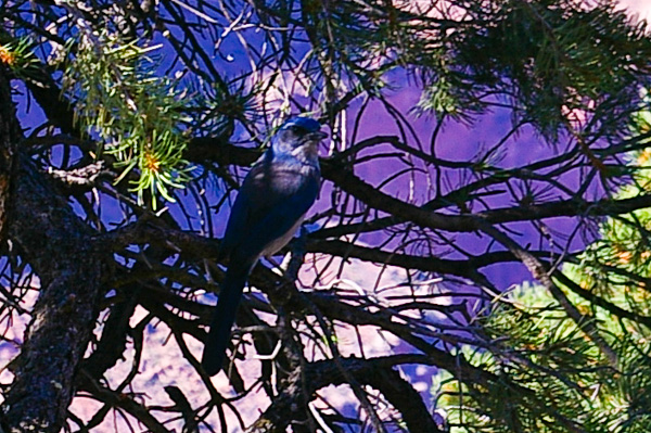 Pinyon Jay