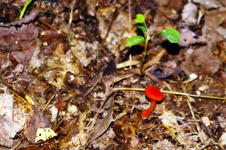 Red mushroom