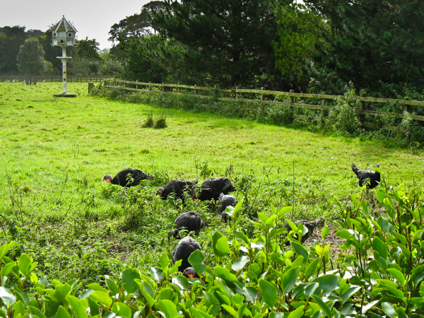 Turkeys - Lost Garden of Heligan
