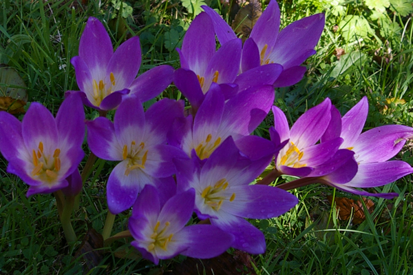 Autumn crocus