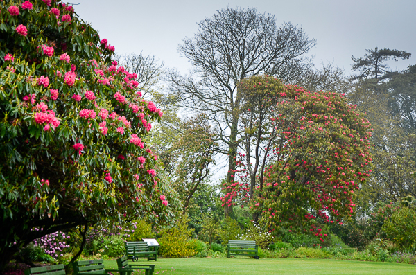 Rhododendrons