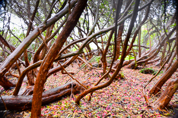 Rhododendron Forest