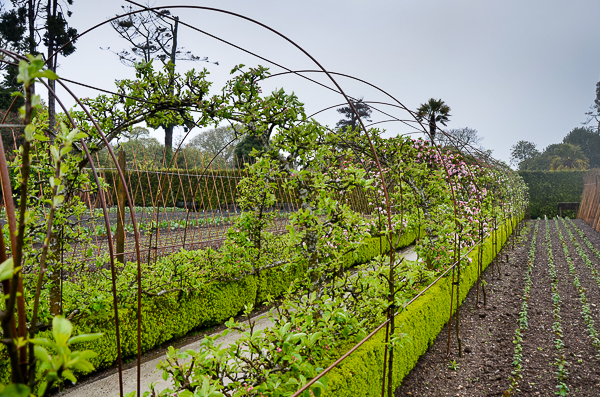 Apple Arbor