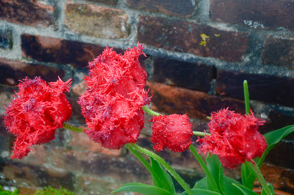 Tulips