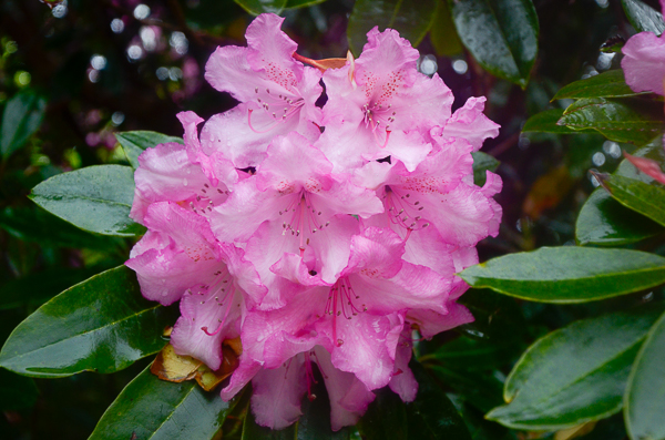 Rhododendron