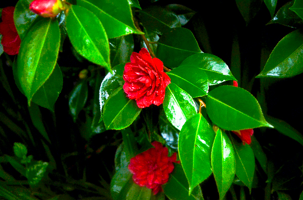 Camelia