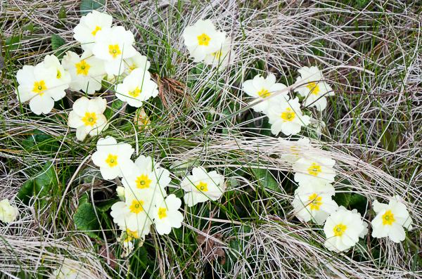 Primula vlugaris