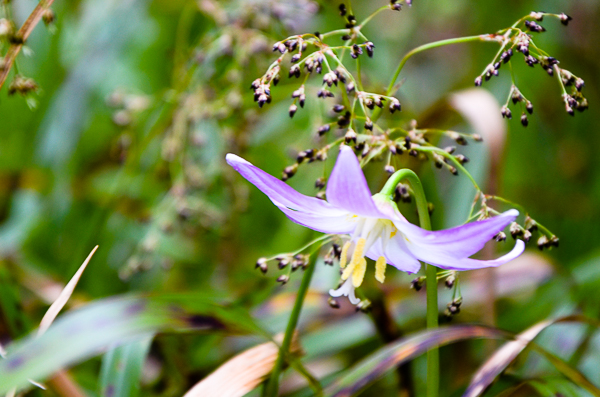 Small purple flower