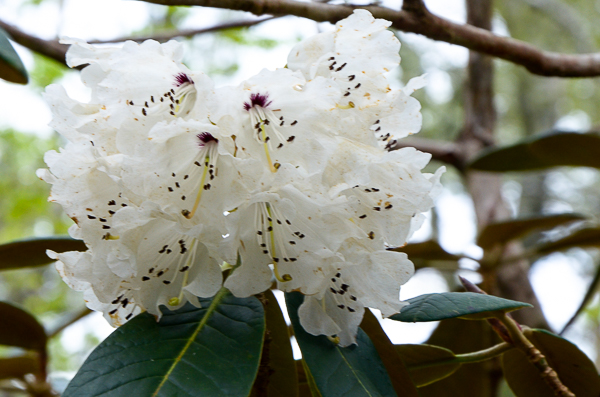 Rhododendron